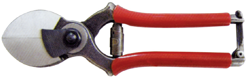 RONEY BUDAMA MAKASI 22 cm